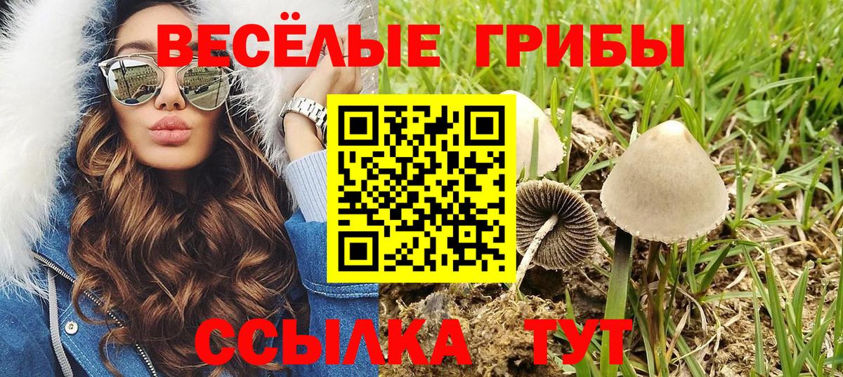 Галлюциногенные грибы ЛСД  Псилоцибиновые грибы мицелий  Камень-на-Оби  Вход с VPN 